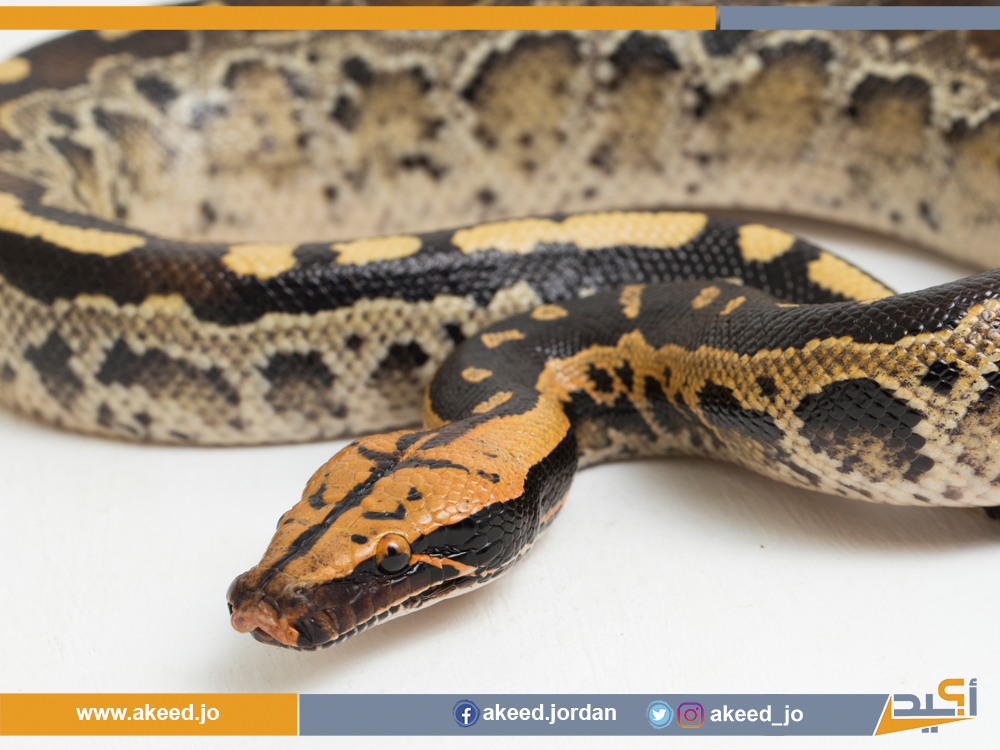 "مواطن يهدّد آخرين بالأفاعي".. مخالفات مهنيّة وأخلاقيّة