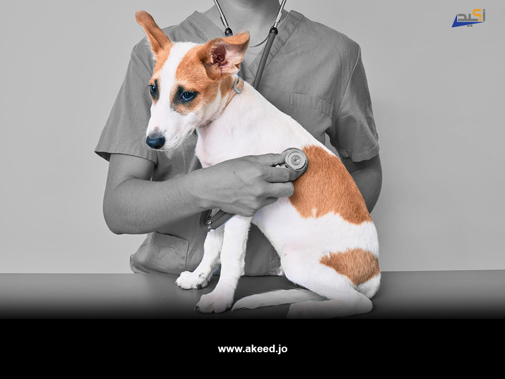 خبر عن صورة عقد مع عيادة بيطرية لتقديم حدمات صحية لكلب .. مصادره مجهولة ومغزى نشره مبهم